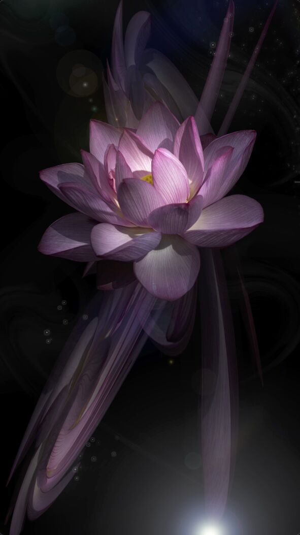 The Lotus Galaxyr 08　LAGUNA - a Video Art by Akitoshi Matsuhara